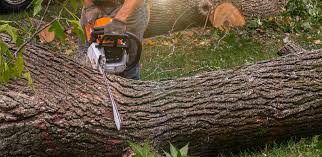 Best Residential Tree Removal  in Rising Sun, MD